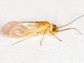 Valenzuela burmeisteri